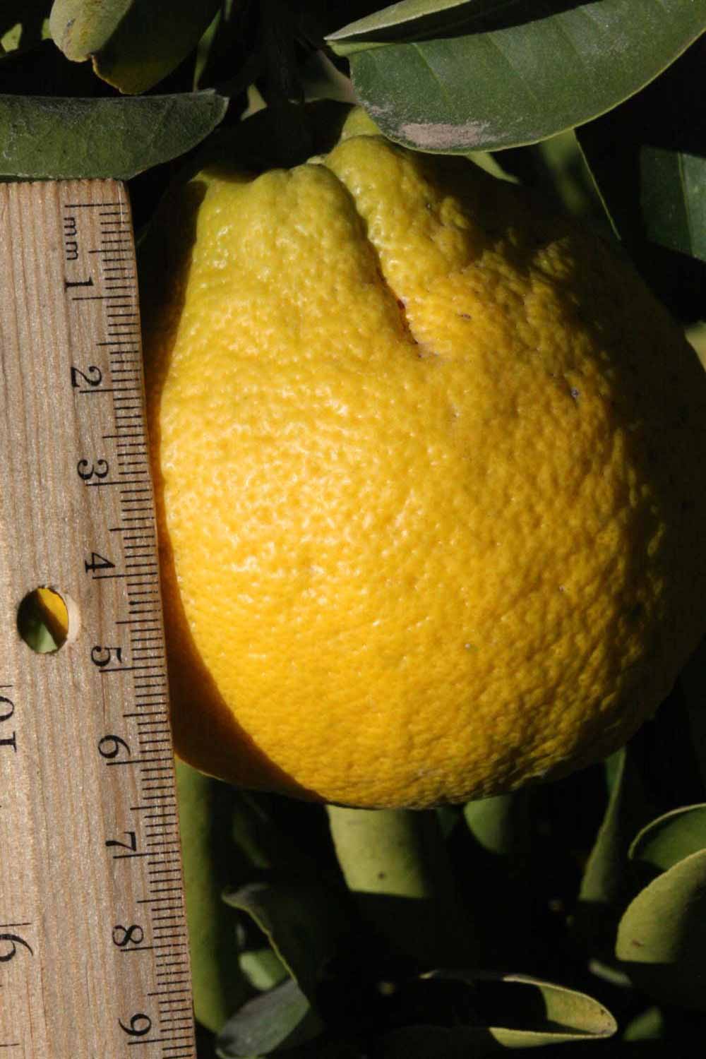              Fruit (Riverside, CA)       